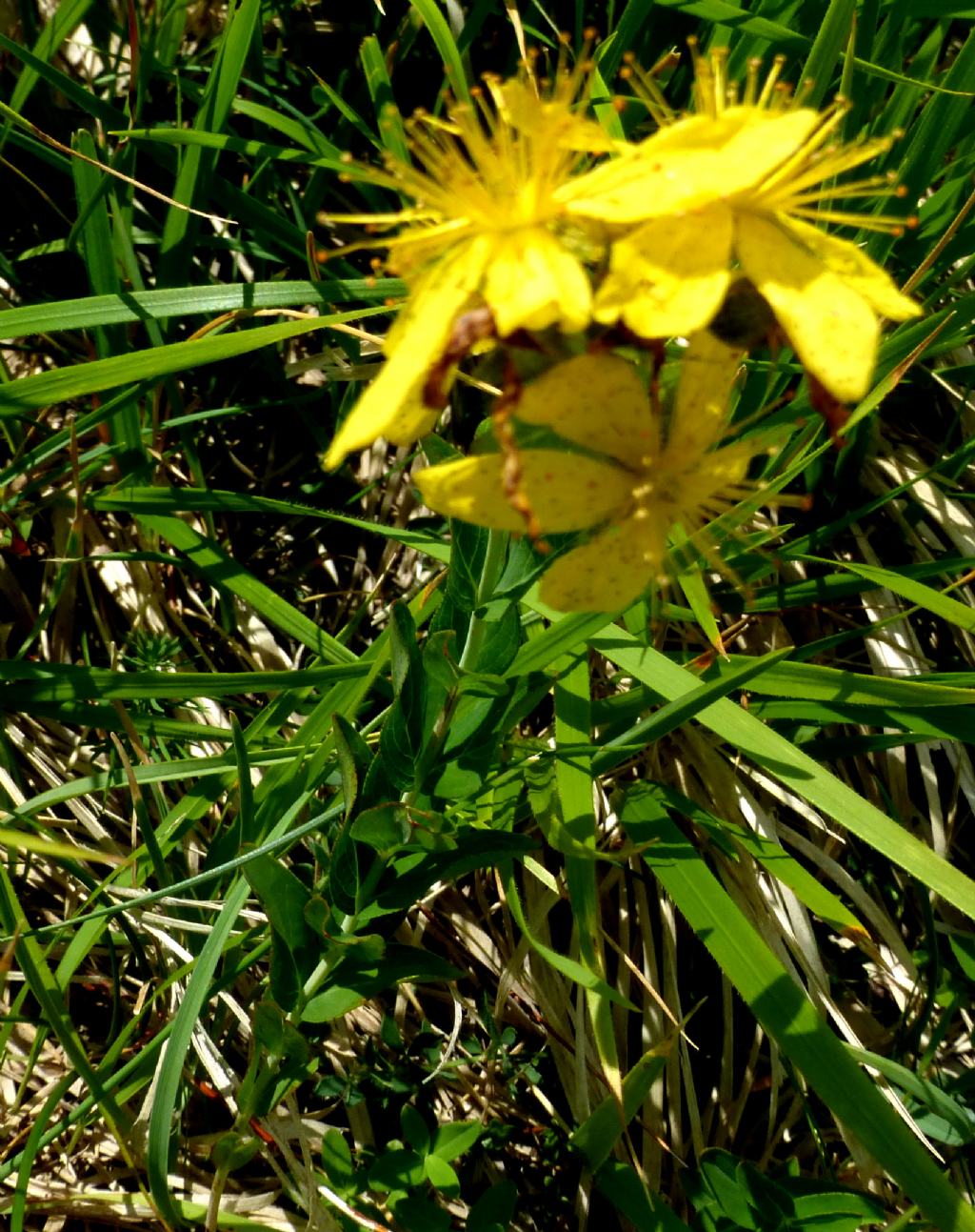 Hypericum richeri a Campo Imperatore